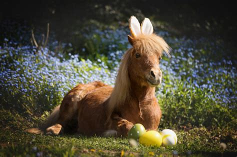 9. April – Pferde-Osterspaziergang